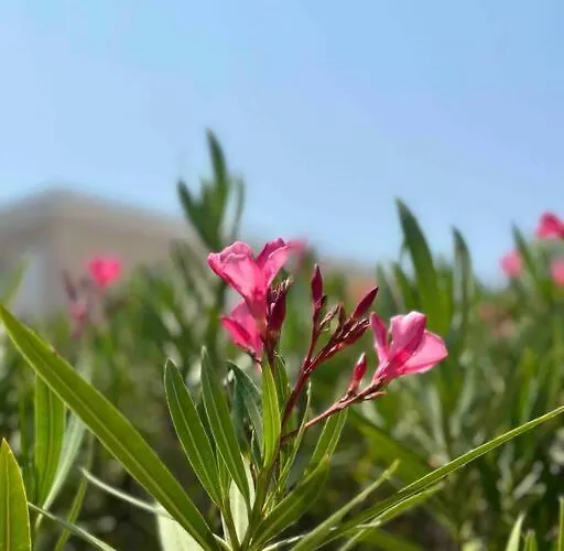 Elegant 4p Neuf 2 *, Piscine, A 150m バンドール